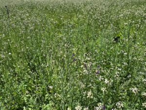 Cover crops between the new vine rows