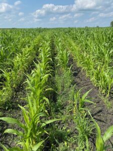 DNR 30 STANDING CORN INTO ALFALFA
