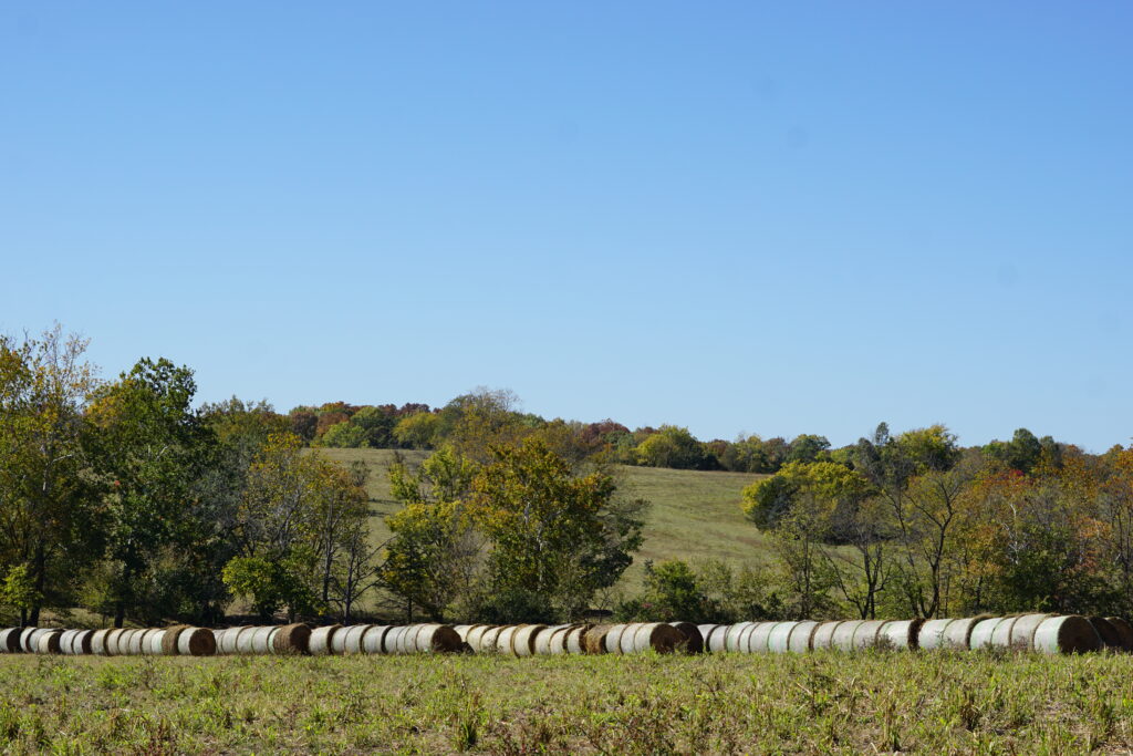 Long row of 50 or more hay bales on a pasture