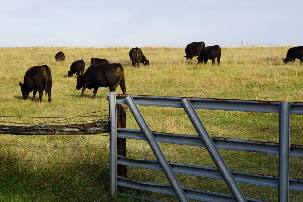 Cattle grazing in a pasture with a gate in the foreground