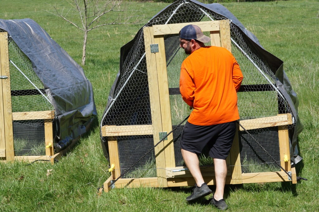 Pulling chicken tractors through the pasture.