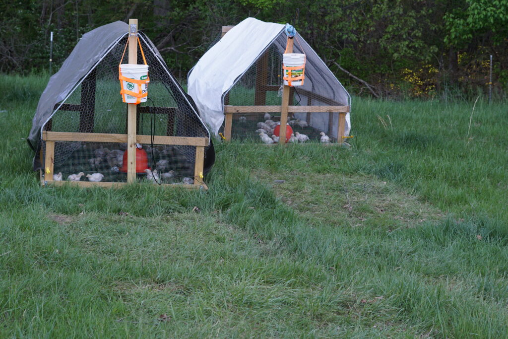 Pasture difference after chicken tractor.