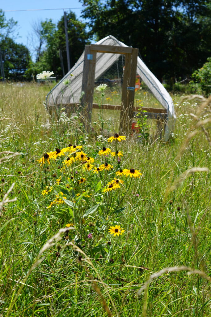 Yellow Rudebekia flowers growing in front of a chicken tractor on a pasture