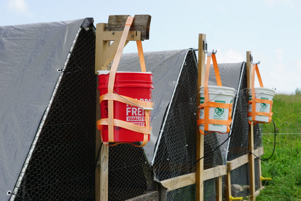 Bell waterers on chicken tractors