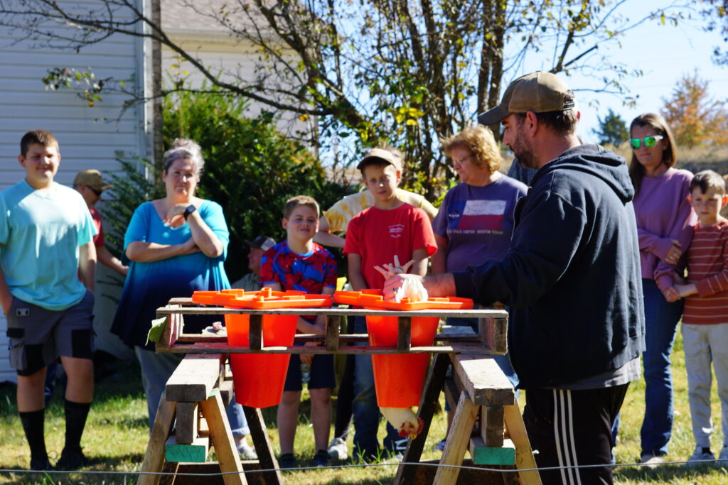 Killing cones demonstration with one chicken