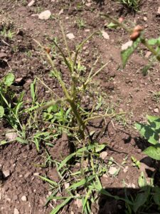 Defoliated Potato Plant
