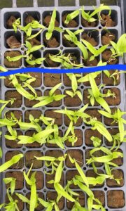 Burana Dendrobium orchids at collaborator grower Nursery