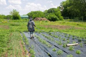 Graduate farmer demonstrating use of drip tape as water conservation