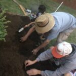 planting strawberries