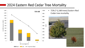 Eastern redcedar tree mortality at different tree sizes classes in 2024.