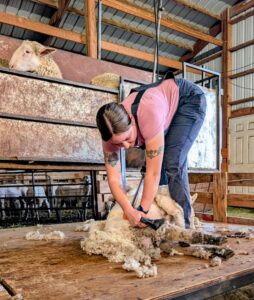 Female shearing a sheep