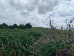 Smooth sumac dominates the grassland in the bottom corner of this image, while eastern redcedar grows on the horizon. Little grassland grass can be seen.