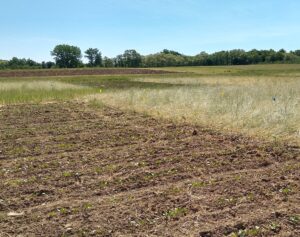 Field plots on a sunny day with young bean plants.