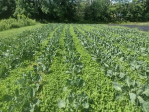 7/31/2023 – fully filled in