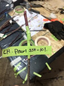 Hand crafting and planting directly into soil showed better results in purchasing new trees