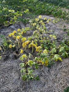 Dying plant