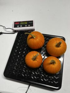 Pumpkin harvest - weight