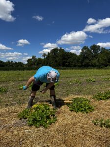 Straw mulch tending
