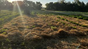 Straw mulch in trial