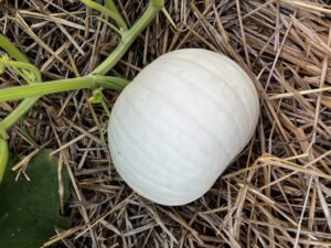 White pumpkin quality