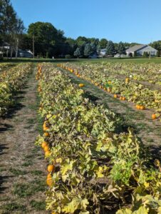 FNC23-1393 - Abundant Harvest with Low Weed Pressure