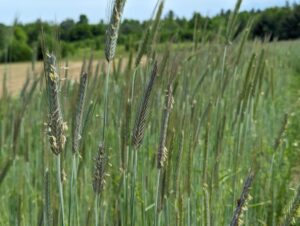 FNC23-1393 Cover Crop Well Established