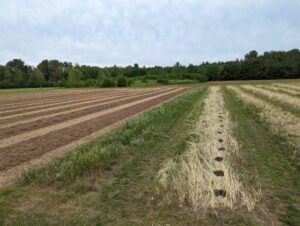 FNC23-1393 - Planting into Cover Crop with Compost addition