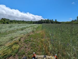 FNC23-1393 - Terminating Cover Crop