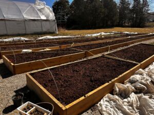 Prepping raised beds, Tumeric layout