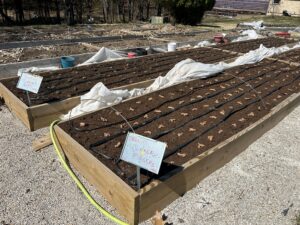 Raised Bed