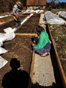 FNC24-1418 Raw Roots Tumeric Team planting roots