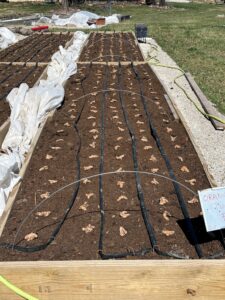 FNC24-1418 Raw Roots Tumeric