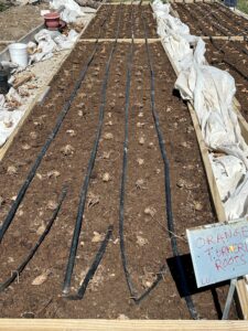 FNC24-1418 Tumeric Root layout