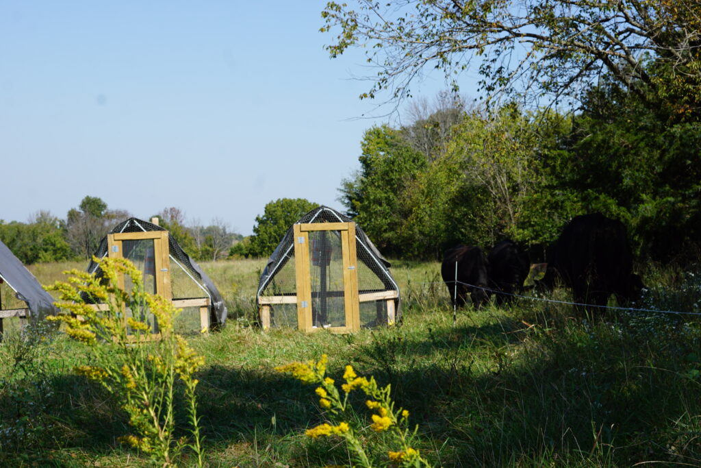Cattle grazing next to chicken tractors in fall season.
