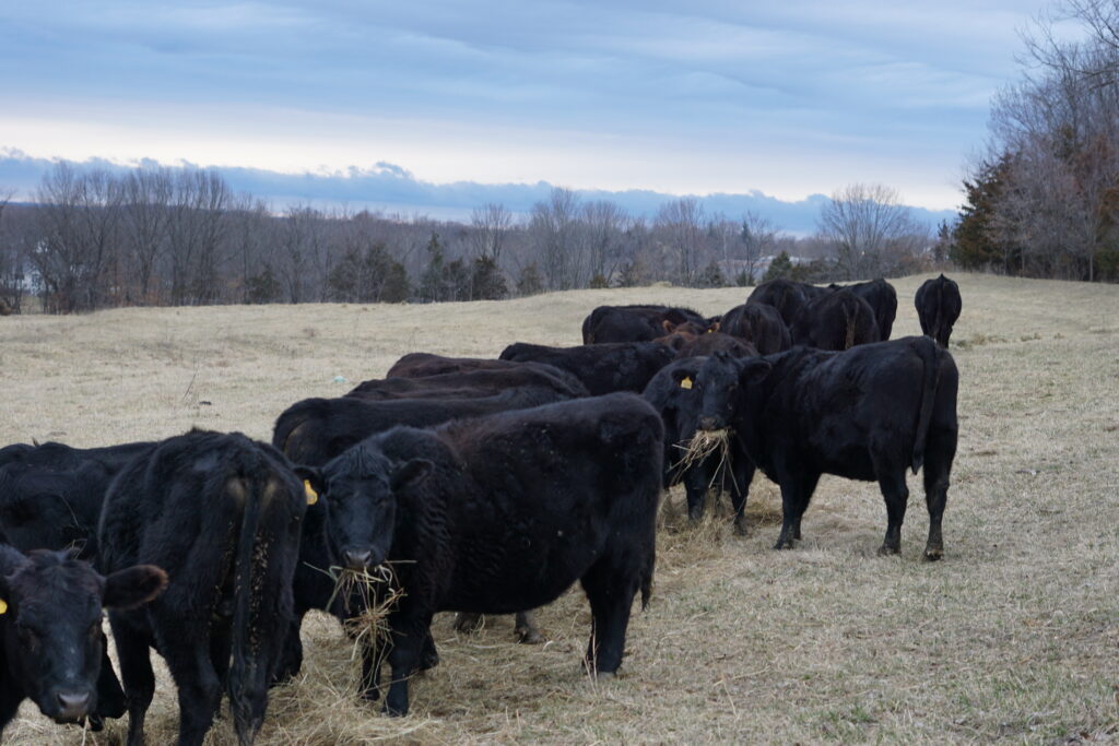 Cows eating hay rolled out in a field during winter