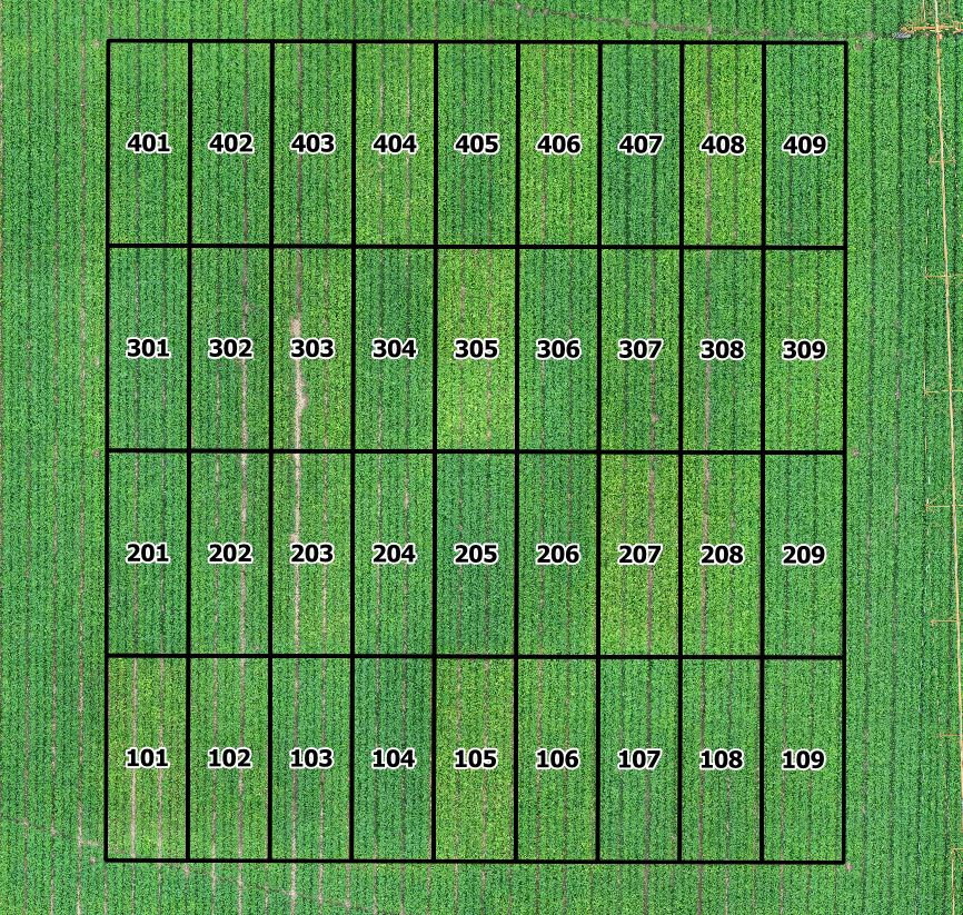 Figure 1. Plot arrangement as seen on 10 September 2020.