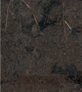 Fig. 9 A scanned root image of a plant treated under the repeated Expt. 1 in Field #4.