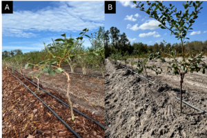 Farm-based trials in Florida (A) and Georgia (B) where grafted and own-rooted southern highbush blueberry plants were transplanted.