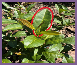 Fig. 3 Youngest fully expanded leaves on tea plants were collected for SPAD meter readings and tissue nutrient analysis.