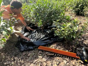 Fig. 7 Trimmings were collected at the end of 2025 growing season to evaluate plant growth response to fertilization programs.