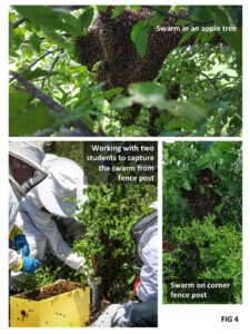 Photo of bee swarm on an apple tree and on a fence post, with photo of 2 students collecting the swarm from the fence post.
