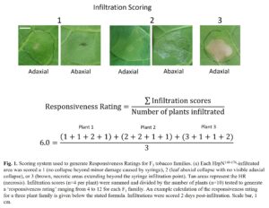Fig1_rating scale