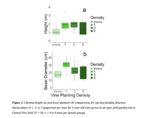 Two green box plot graphs comparing American chestnut growth metrics across four density treatments (monoculture, 1, 3, or 5 grapevines). Height (m) is on the y-axis for the first graph, and basal diameter (cm) is on the y-axis for the second graph, while Vine Planting Density makes up the x-axis.