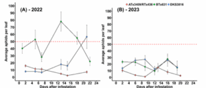 Figure 2: Sorghum aphid populations over time. The red dotted line depicts the action threshold of 50 aphids per leaf.