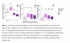 Three purple box plot graphs comparing American chestnut growth metrics across four vine planting density treatments (monoculture, 1, 3, or 5 grapevines). Total vine length (m) is on the y-axis for the first graph, Number of Clusters (cm) is on the y-axis for the second graph, and Cluster Weight (g) is on the y-axis for the third graph. Vine Planting Density makes up the x-axis for all.
