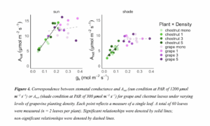 Two scatterplots comparing light saturated and net photosynthetic rates against stomatal conductance for varying densities of co-planted American chestnuts and grapevines. American chestnut points are designated by green and grapevine points are designated by purple.