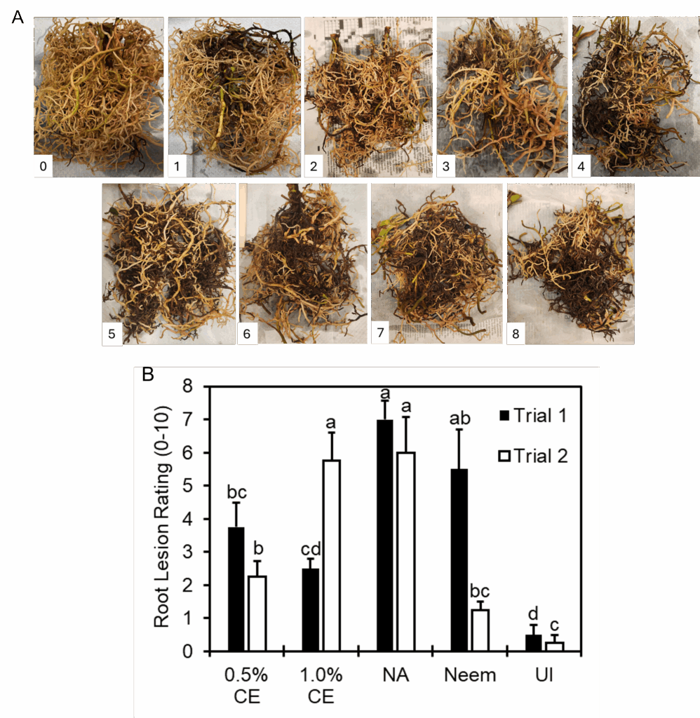 Figure with two panels (A and B). Panel A: A series of 9 photographs labeled 0–8 showing root systems with varying degrees of damage, representing a root lesion severity scale from healthy (0) to severely damaged (8). Roots range from light-colored and healthy (0–1) to dark, necrotic, and heavily damaged (7–8). Panel B: Bar graph titled “Root Lesion Rating (0–10)” comparing five treatments: 0.5% CE, 1.0% CE, NA, Neem, and UI across two trials. Bars for Trial 1 (black) and Trial 2 (white) are shown side by side. Statistical groupings are indicated by letters above bars.