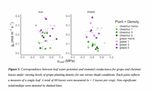Two scatterplots comparing stomatal conductance against leaf water potential for varying densities of co-planted American chestnuts and grapevines. American chestnut points are designated by green and grapevine points are designated by purple.