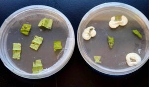 Leaf tissue sampled 2 WPI from plants treated with a soil drench of B. bassiana inoculum (right) and the control (left), plated on selective DBT media and incubated for ~14 days at room temperature.