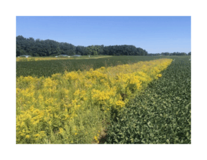 prairie strip